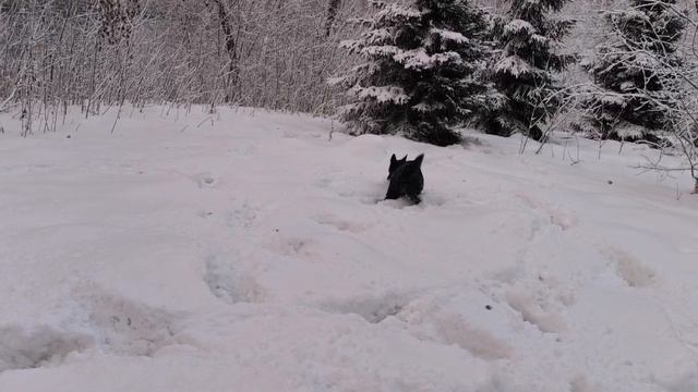 ВЕО  восточно европейская овчарка черная