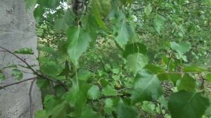 ДОМ ПРЕВРАТИЛСЯ В САРТИР СМОТРИ ВИДЕО