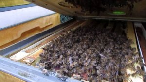 работа с пчелами в конце ноября, на улице плюс три градуса - часть 2 , 27.11.2025