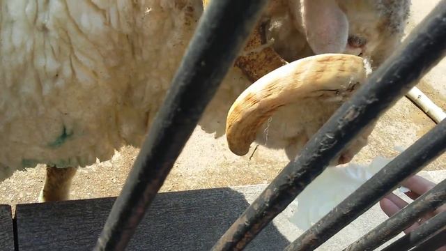 Горный баран, Меринос. Московский зоопарк (Moscow Zoo)