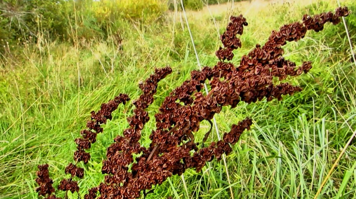 Конский щавель осенью смотреть онлайн