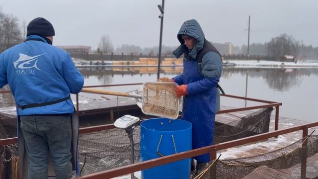 Запуск форели смотреть онлайн