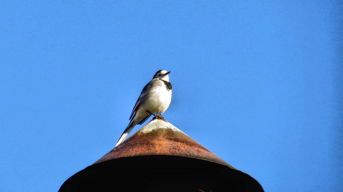 Птичка трясогузка смотреть онлайн