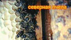 Северная пчела