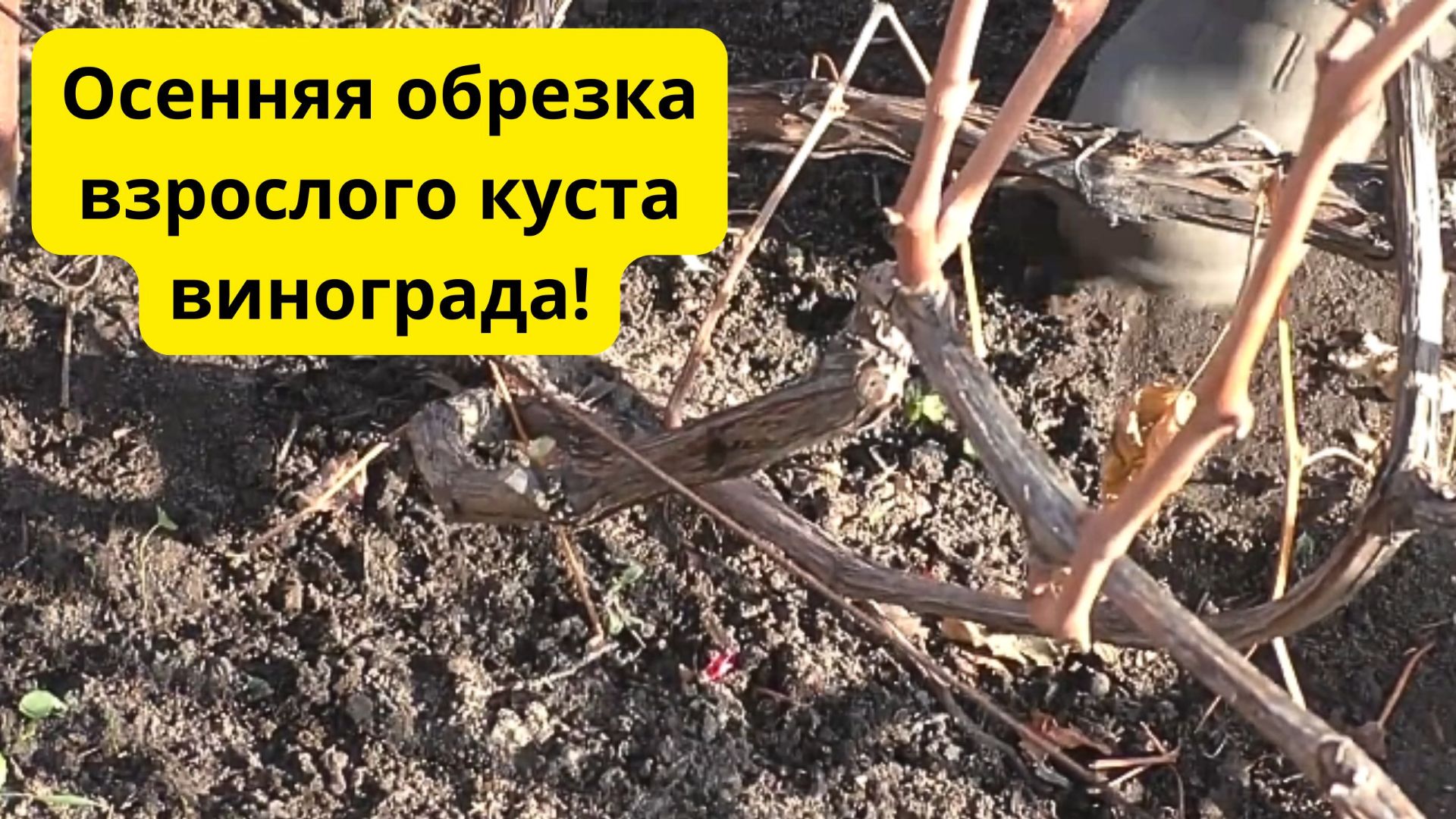 Как обрезать взрослый куст винограда осенью - наглядно и доступно. смотреть онлайн