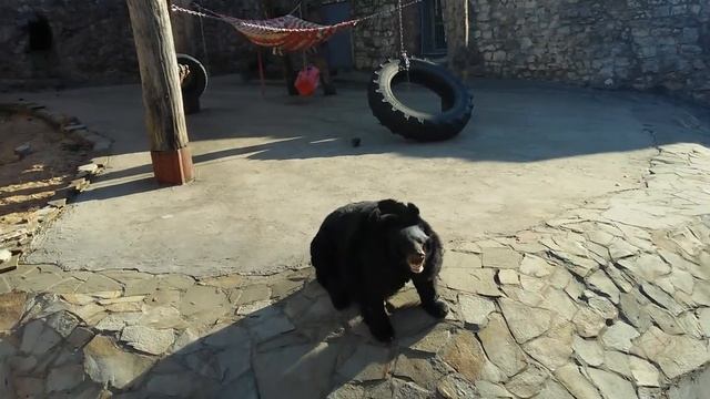 Белогрудый уссурийский, гималайский медведь (Ursus Thibetanus). Московский зоопарк (Moscow Zoo).