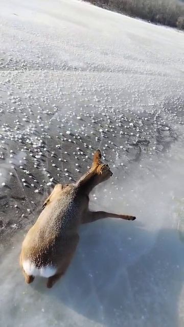 Еще одна косуля в ледяном плену во время миграции на реке Зея. Берегите наших братьев меньших. смотреть онлайн