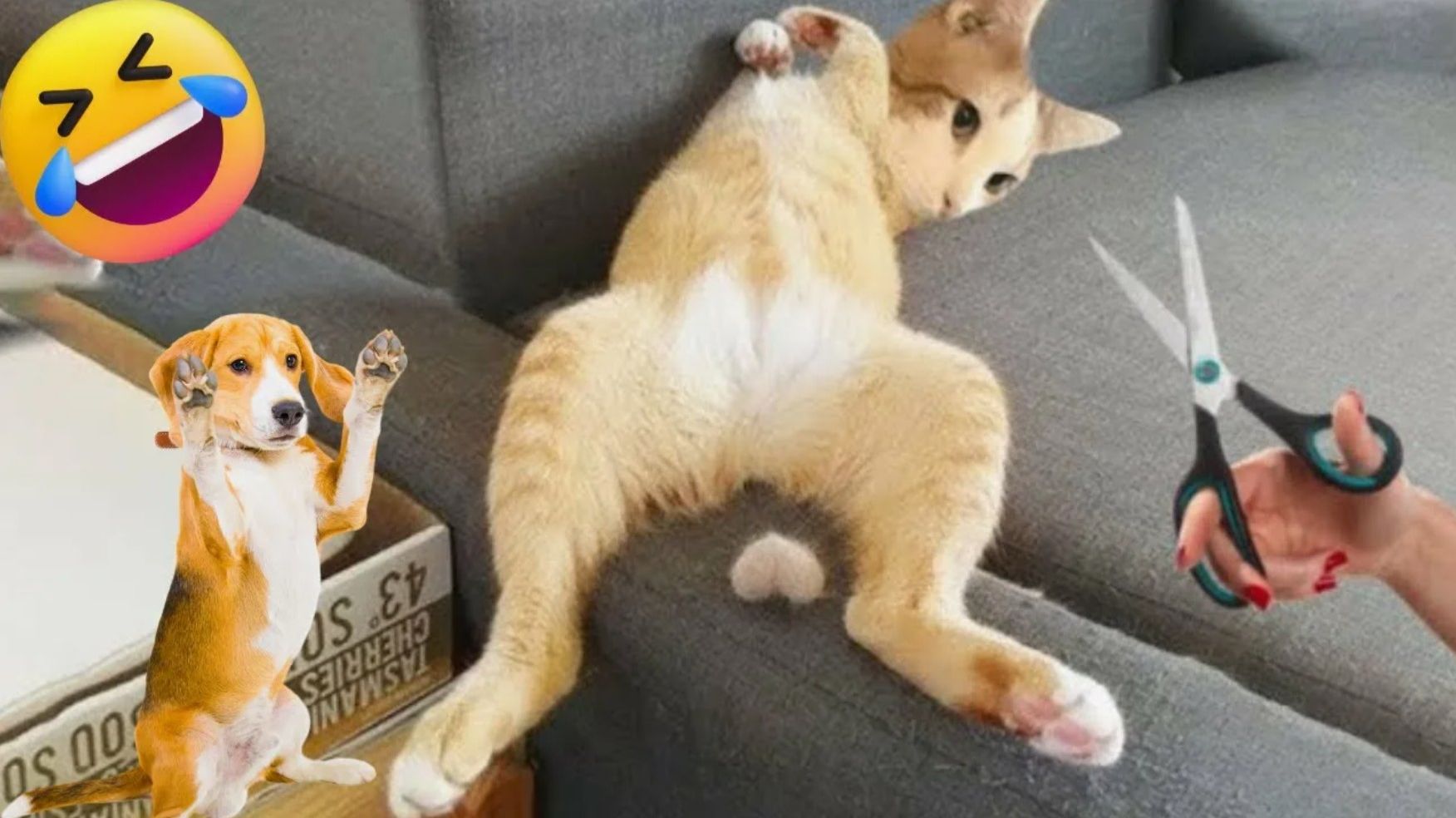 Смешные животные Я РЖАЛ ДО СЛЕЗ ЛУЧШИЕ ПРИКОЛЫ С КОТАМИ И СОБАКАМИ смотреть онлайн