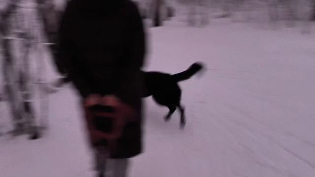 ВЕО  восточно европейская овчарка черная