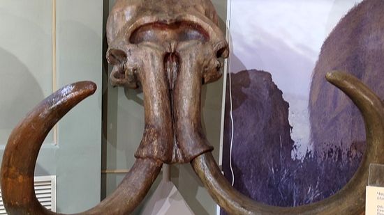 Азовский палеонтологический музей смотреть онлайн