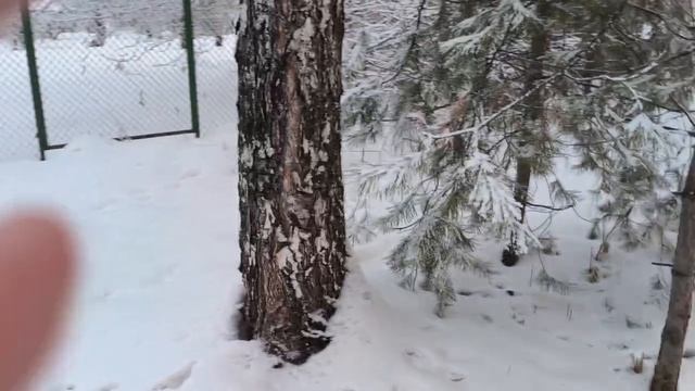 ВЕО  восточно европейская овчарка черная