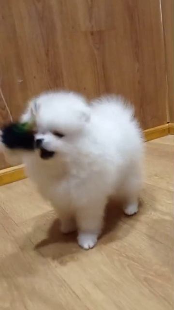 #померанскийшпиц