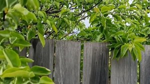 НА ЗОРЬКЕ РОСЫ ХОЛОДНЫ