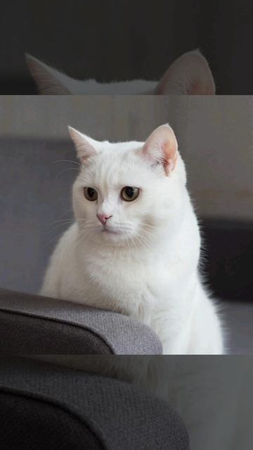 Кто любит белых котиков ? ставим лайк 👍🫶
