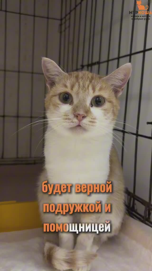 Мислата ждёт вас в приюте #Муркоша смотреть онлайн