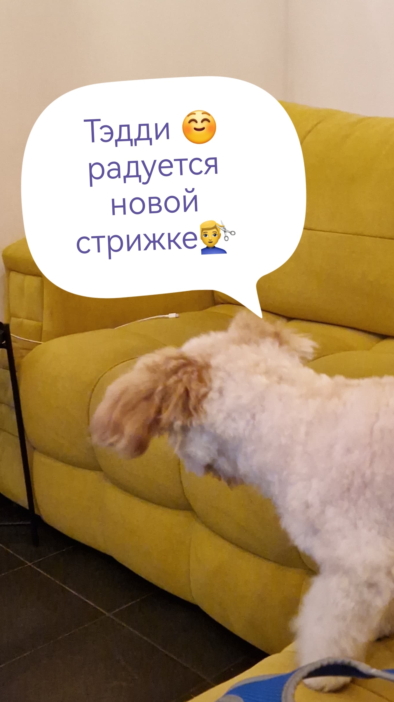 Радость Тэдди😇