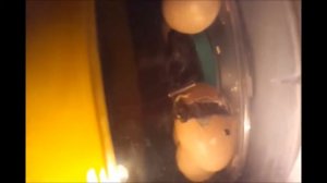 Китайский инкубатор на 8 яиц - вылупление цыпленка