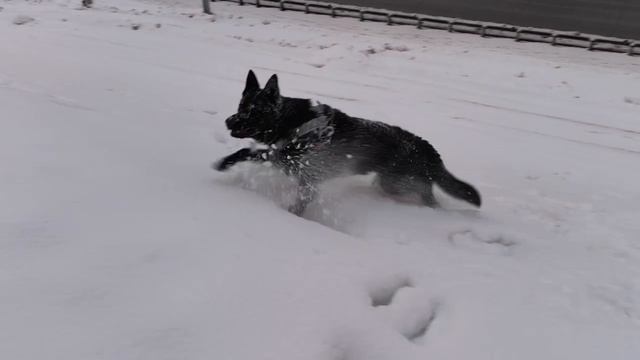 ВЕО  восточно европейская овчарка черная