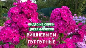Вишневые и пурпурные флоксы