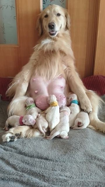 Ретриверы смотрят на своих щенков смотреть онлайн