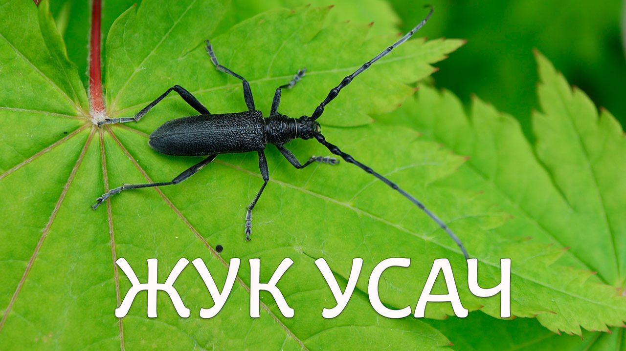 Жук усач сосновый черный смотреть онлайн