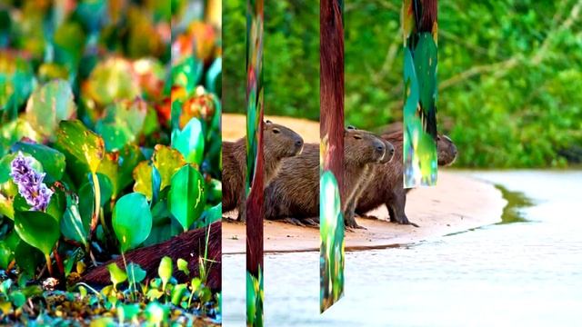 Доклад про Капибару