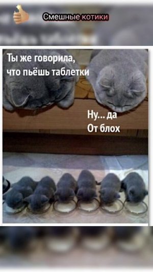 Котики смешные котики 💖👍#животные #смешно