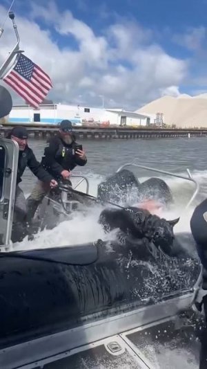 Нелёгкая работа у полицейских