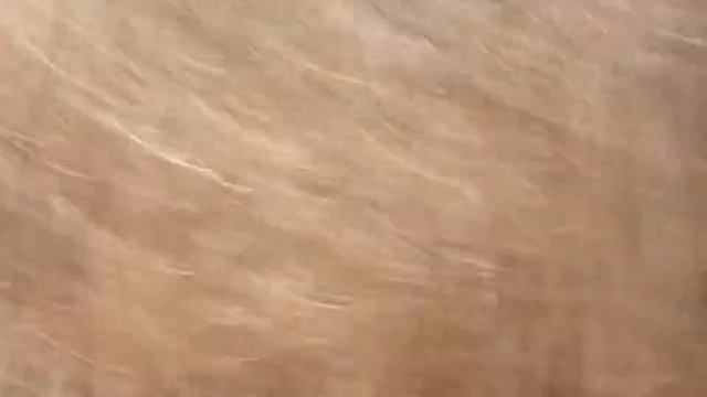 Бобер переплывает реку