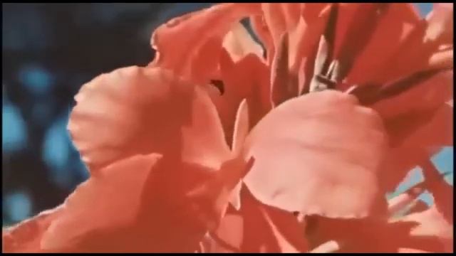 Бибигуль Тулегенова Алма-Атинская весна смотреть онлайн