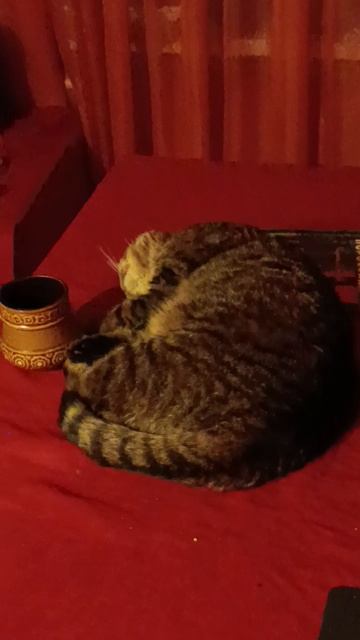 Желаю всем жить жить как Барсик (как нравится) смотреть онлайн