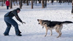 Восточно-Европейская овчарка. История происхождения породы и особенности её дрессировки 2025-11-28 1