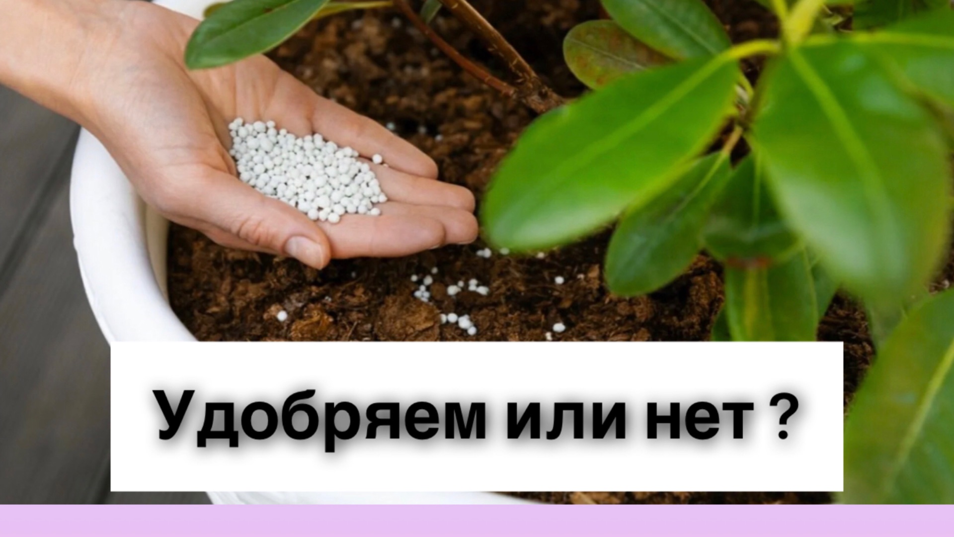 Нужно ли удобрять комнатные растения смотреть онлайн