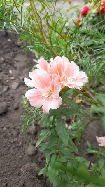 Годеция крупноцветковая Оранж Глори. смотреть онлайн