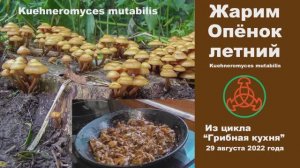 Жарим Опёнок летний! Грибная кухня 29 августа 2022 года.