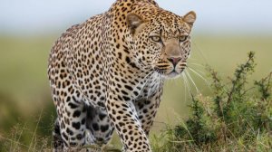 Леопарды и Гепарды: Хищники Африки | Интересные факты про диких кошек