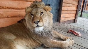 Лев ШЕРХАН и его любимый папа АЛЕКСАНДР. Львиный поцелуй и вечная любовь. Красавица СИМОЧКА.