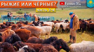 Эдильбаи: чёрные или рыжие, какие лучше набирают вес? Мнение Бауржана Оспанова и Ерагыя Гишларкаева
