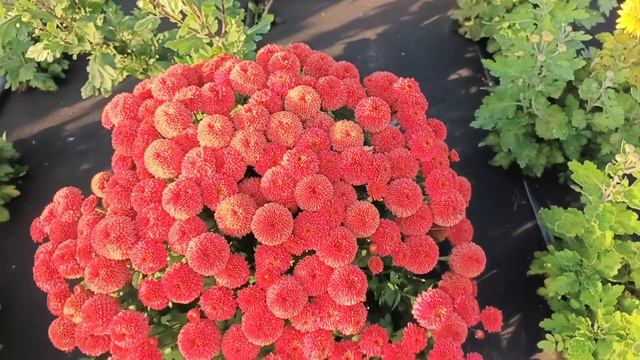 ПЕРВАЯ ДЕСЯТКА СОРТОВ ХРИЗАНТЕМЫ ОТ МОМЕНТА БУТОНИЗАЦИИ ДО ПОЛНОГО РОСПУСКА.