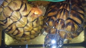 Красноухие черепахи 🐢 утро 28-11-2025. Умная колонка Маруся рассказывает анекдоты!