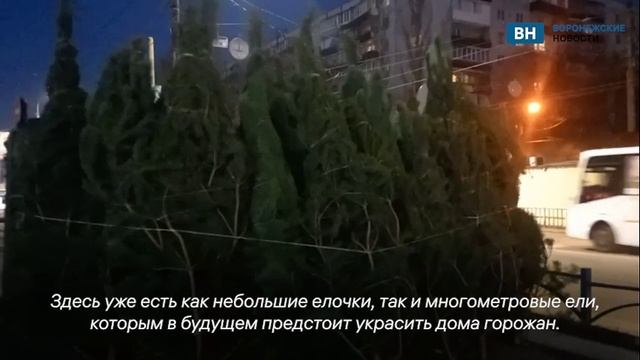 На Жукова в Воронеже готовятся к продажам новогодних елок смотреть онлайн