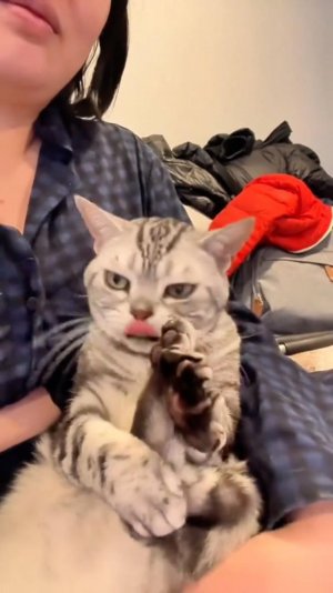 😂 ЭТО ВОЗМУТИТЕЛЬНО 🙀 | ДУРДОМИЩЕ 🤣 | ОЗВУЧКА ОТ ROMEO 🔥 | #говорящийкот #озвучка #угараю