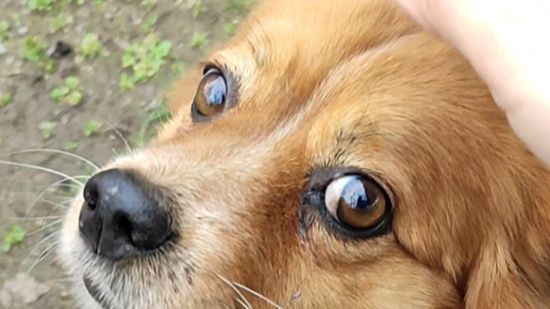 Погладил добрую собаку смотреть онлайн