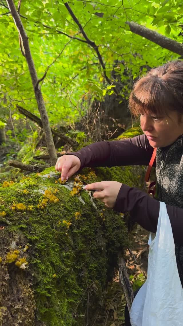 Скала Зеркало. Водопад Пасть дьявола. Грибы. Поход одного дня недалеко от Краснодара.