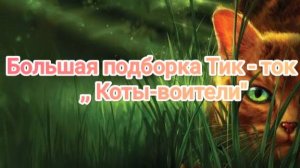 Большая подборка Коты воители из Тик тока!