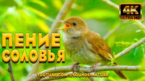 Соловей Своими Трелями Мгновенно Уберёт Усталость И Тревогу. Звуки Природы Наш Лекарь Души И Тела.