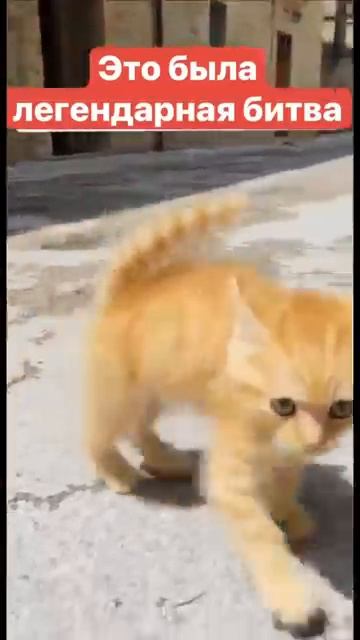 Рыжый лев смотреть онлайн