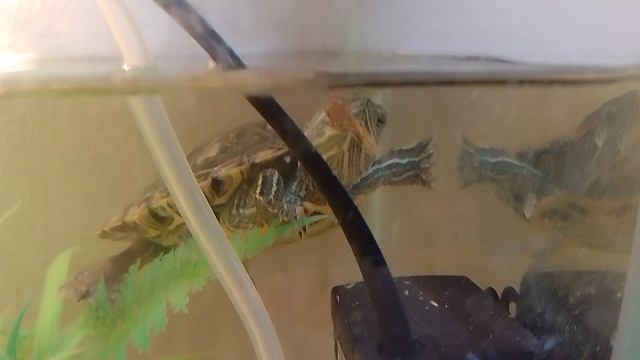 Спайк пробует новую еду