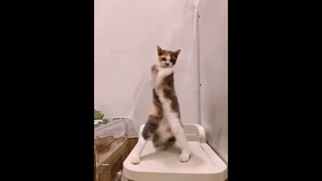 лучший котик земли смотреть онлайн