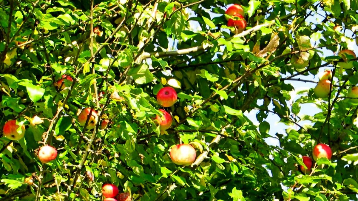 Яблочки смотреть онлайн